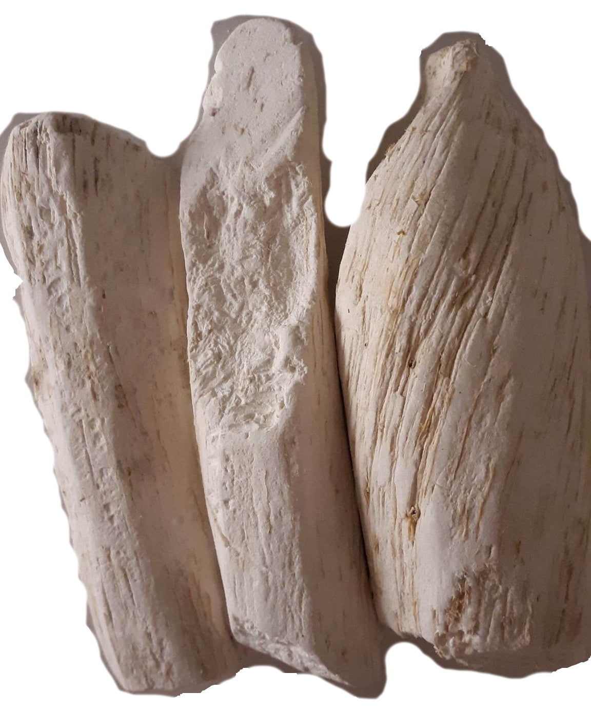 14g Synaptolepis kirkii Uvuma-omhlope Dream Root