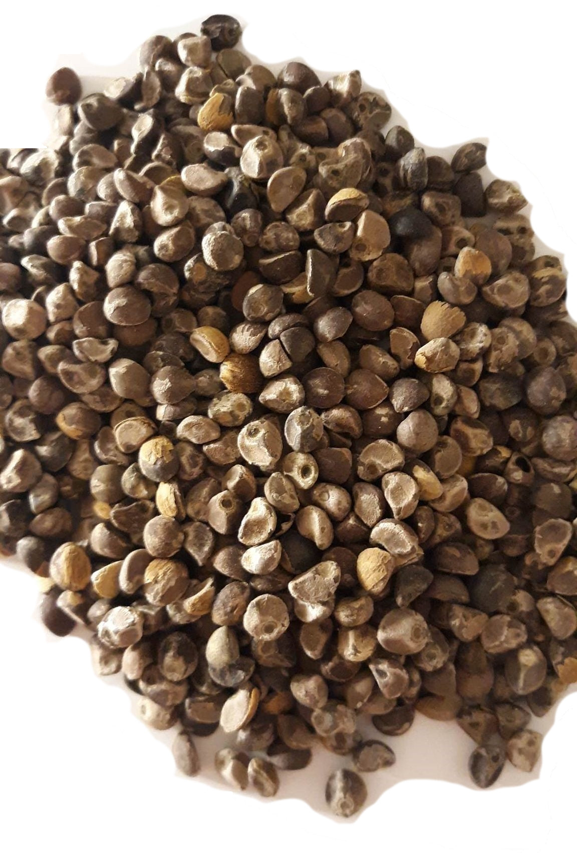 60 UNTREATED Hawaiian Baby Wood Rose Seeds (Argyreia nervosa) Elephant Creeper